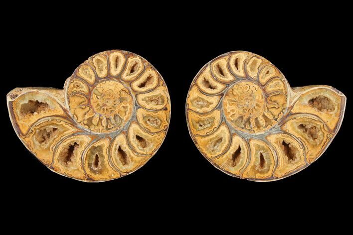 Cut & Polished Agatized Ammonite Fossil- Jurassic #131632
